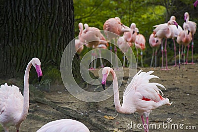 Flamingos group on the nature background, Berlin zoo. Wild life animal life. Large group of flamingos Stock Photo