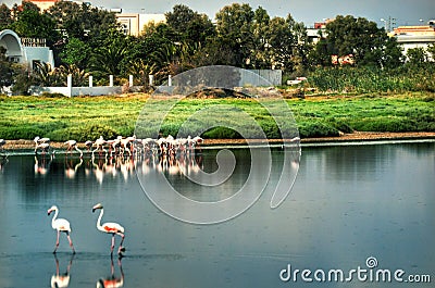 Flamingos group in the nature. Stock Photo
