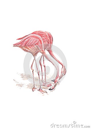Flamingos illustration Stock Photo