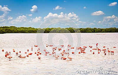 Flamingos at a lagoon Rio Lagartos, Yucatan, Mexico Stock Photo