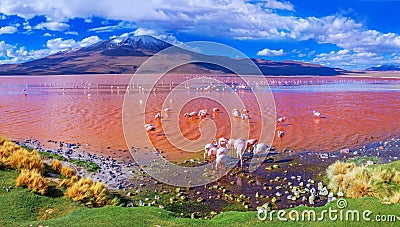 Flamingos in Laguna Colorada , Uyuni, Bolivia Stock Photo