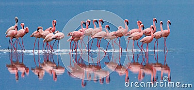 Flamingos on the lake with reflection. Kenya. Africa. Nakuru National Park. Lake Bogoria National Reserve. Cartoon Illustration