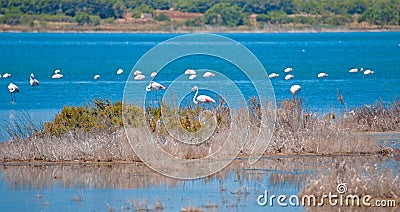 Flamingos in the Natural Park of the Lagunas de La Mata and Torrevieja, Spain Stock Photo