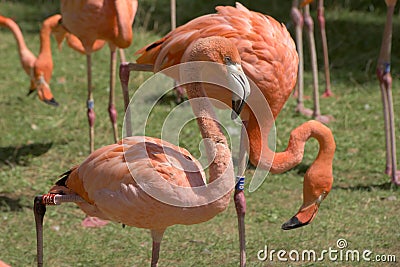 Flamingos, phoenicopter, pretty flamingos Stock Photo