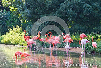 Flamingos pink zoo bird flamingo outdoor Stock Photo