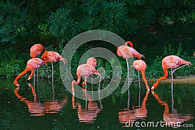 Flamingos pink zoo birds wild life Stock Photo