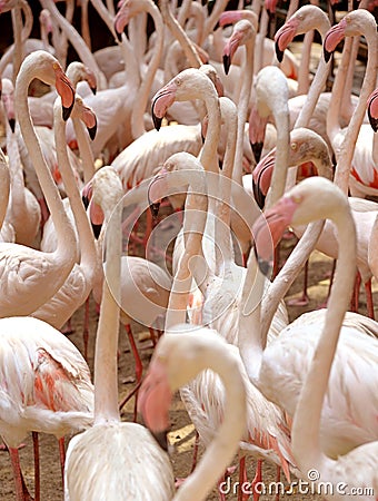 Flamingos pink at zoo, standing together. Stock Photo