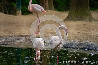 Flamingos in a Pool Stock Photo