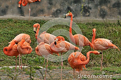 Flamingos Stock Photo