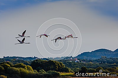 Flamingos resting on Lake Korission, Corfu Stock Photo