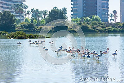 Flamingos resting in the salt works Stock Photo