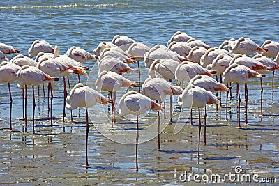 Flamingos resting in Walvis Bay, Namibia Stock Photo