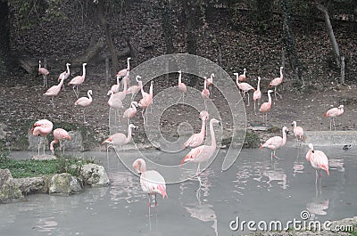 Flamingos in safety water Stock Photo