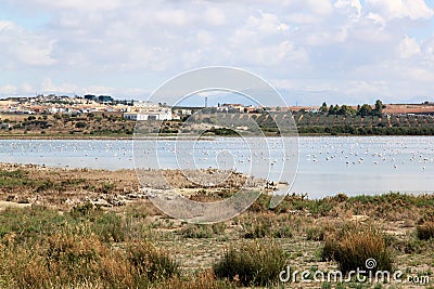 Flamingos in Spanish lake Fuente de Piedra Stock Photo