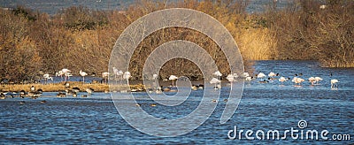 Flamingos spotted at Aiguamolls d`Emporda Stock Photo