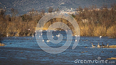 Flamingos spotted at Aiguamolls d`Emporda Stock Photo