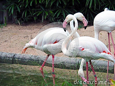 Flamingos walking outdoor in the zoo. Stock Photo