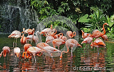 Flamingos & waterfall Stock Photo