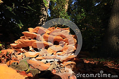 Flammula alnicola autumn mushroom growing on dead wood Stock Photo