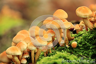 Flammulina velutipes autumn mushrooms growing on dead tree trunk Stock Photo