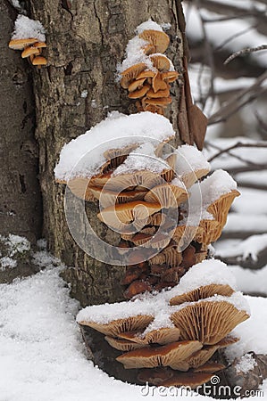 Flammulina velutipes mushrooms in winter Stock Photo