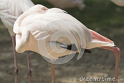 Flaningo pink Stock Photo