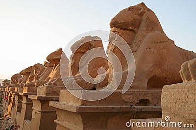 Flank of Ram sphinx Stock Photo