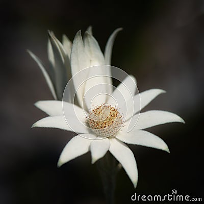 Flannel Flower Actinotus helianthi Stock Photo