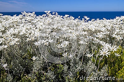 Flannel Flower Stock Photo