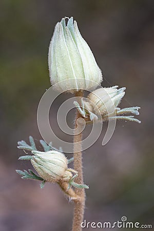 Flannel Flower in bud Stock Photo