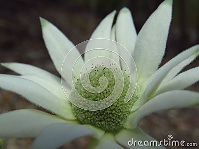 Flannel flower full face Stock Photo