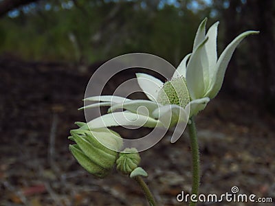 Flannel flower side on Stock Photo