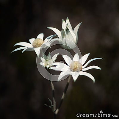 Flannel Flowers Actinotus helianthi native to NSW Stock Photo