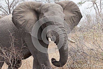 Flapping Ears Stock Photo