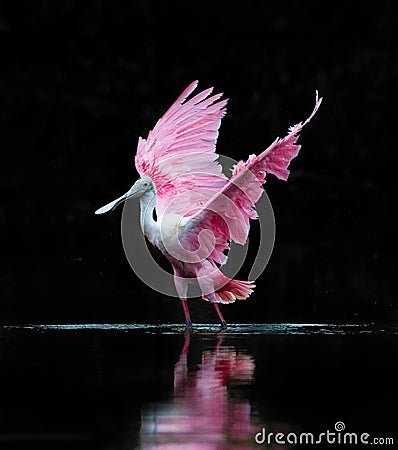 Flapping its wings, the rosette spoonbill dries its wings after bathing Stock Photo