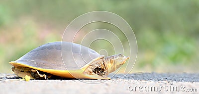 Flapshell Turtle of india Stock Photo