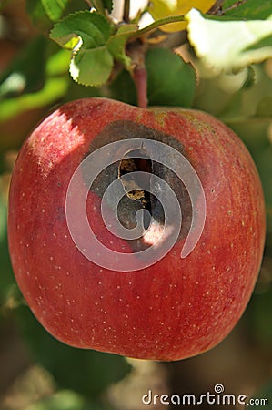 A Flash Gala apple damaged by hail Stock Photo