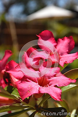 Pink desert-rose with golden sprinkles on a sunny day Stock Photo