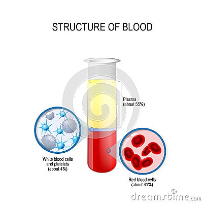 Flask with blood components: red and white blood cells, plasma, and platelets Vector Illustration