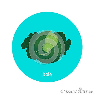 Vector kale icon isolated on white background. Vector Illustration