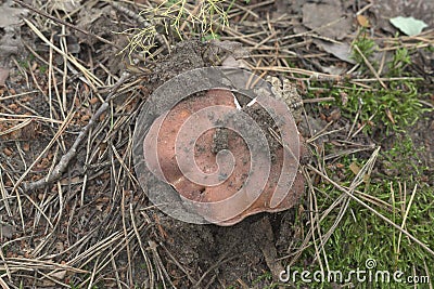 A flat brown cap of Gyroporus castaneus Stock Photo