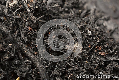 Flat bug, Aradus lugubris camouflaged on burnt pine roots Stock Photo