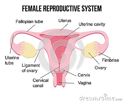 Flat cartoon infographics, healthy female reproductive system on white background, human internal female organs, health concept. U Stock Photo