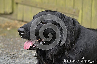 Flat coated retriever Stock Photo