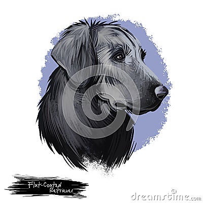 Flat-Coated Retriever, Flatcoat, Flattie, Flatte, Flatt dog digital art illustration isolated on white background. UK origin Cartoon Illustration