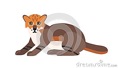 Flat-headed cat isolated on white background. Cute wild exotic carnivorous animal. Adorable wild Asian cat or felid Vector Illustration