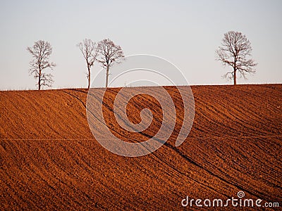 Flat horizon with group of dried trees Stock Photo