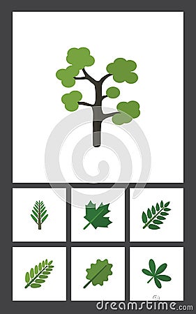 Flat Icon Nature Set Of Acacia Leaf, Leaves, Maple And Other Vector Objects. Also Includes Jungle, Evergreen, Willow Vector Illustration