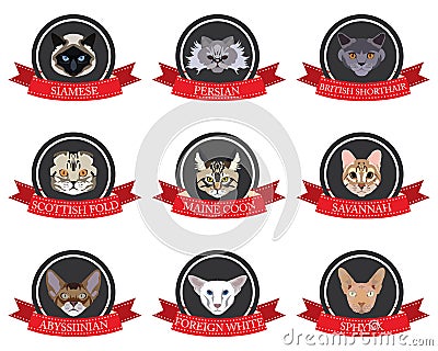Flat icons set of pedigreed cats with the names Stock Photo