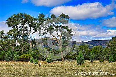 The flat land inside Wilpena Pound, Flinders Ranges, South Australia Stock Photo